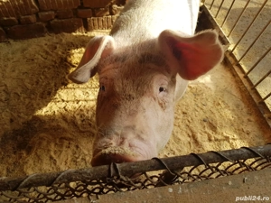 vand porc 160 kg  rasa românească  - imagine 2