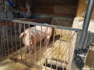 vand porc 160 kg  rasa românească  - imagine 4