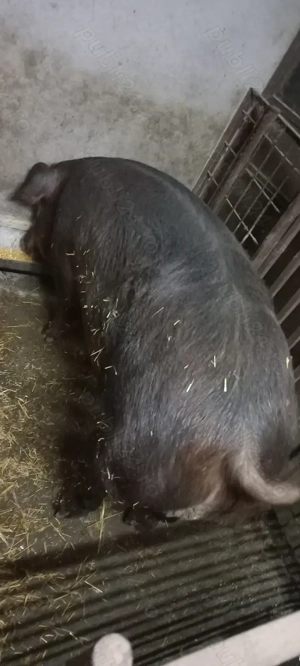 Vând Purcei Rasa Duroc Vieruși și Scrofițe  Turnu Magurele - imagine 3