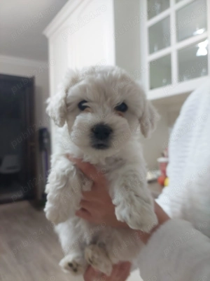 Vând cățelușa drăgălașă iubitorilir de animăluțe   (maltipoo +bichon) - imagine 5