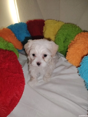 Bishon maltez - imagine 2