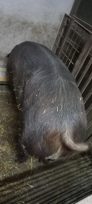 Purcei Duroc rasă pură de reproducție Turnu Magurele 800Lei  - imagine 4