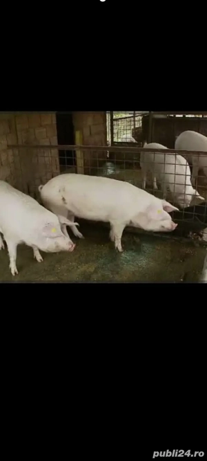 Porci pentru Crăciun 