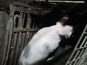 Vând porci crescuți în gospodărie.  - imagine 3