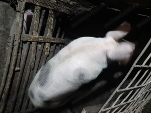 Vând porci crescuți în gospodărie.  - imagine 4