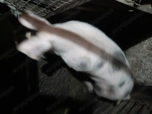 Vând porci crescuți în gospodărie.  - imagine 2