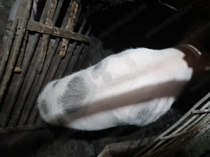 Vând porci crescuți în gospodărie.  - imagine 5