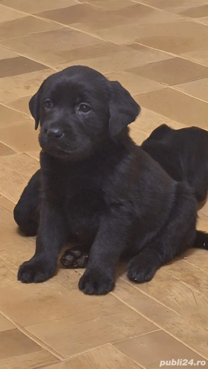 Labrador Retriever - imagine 3