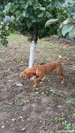 Vișla maghiara - imagine 3