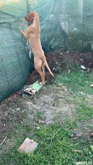 Vișla maghiara - imagine 2