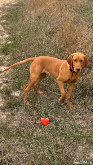 Vișla maghiara - imagine 4