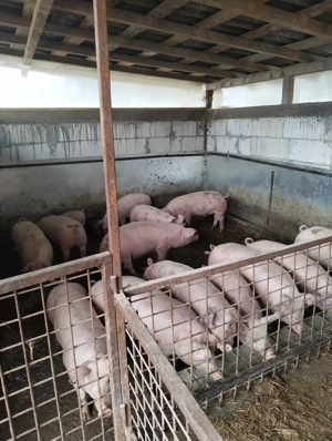 Grăsuni de vânzare  - imagine 2