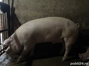 Porci grasi , porci de vanzare - imagine 3