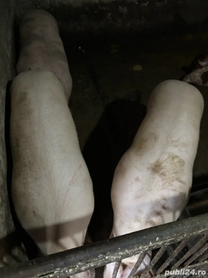 Porci grasi , porci de vanzare - imagine 2