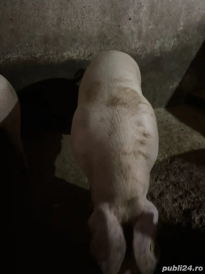 Porci grasi , porci de vanzare - imagine 5