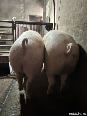 Porci grasi , porci de vanzare - imagine 4