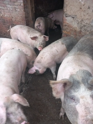 Vând porci de craciun - imagine 2