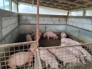 Grăsuni de vânzare  - imagine 3