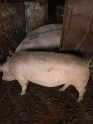 Vând porci de craciun