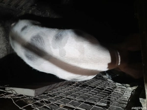 Vând porci crescuți în gospodărie hrăniți natural  - imagine 5