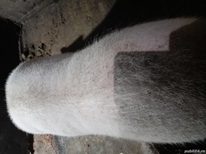 Vând porci crescuți în gospodărie hrăniți natural  - imagine 4