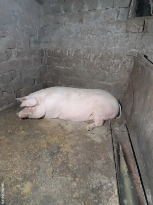 Vând porci crescuți în gospodărie hrăniți natural  - imagine 2