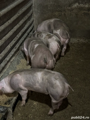 Soldani pietrean   pietrain purcei porci - imagine 3