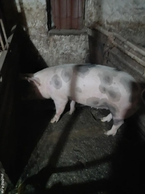 Vând porci crescuți în gospodărie hrăniți natural 