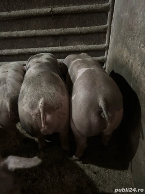 Soldani pietrean   pietrain purcei porci - imagine 2