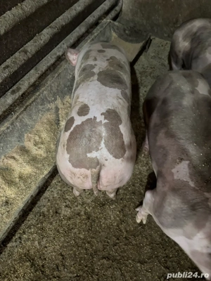 Soldani pietrean   pietrain purcei porci - imagine 4