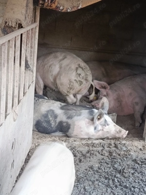 De vânzare Relații la telefon   sau  