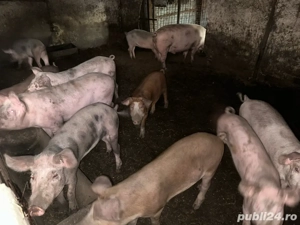 Porci de vanzare  - imagine 2
