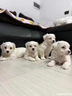 Pui de bichon - imagine 3