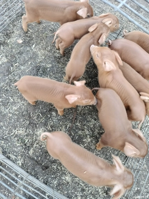 Purcei de 7-8 saptamani