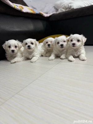 Pui de bichon - imagine 4