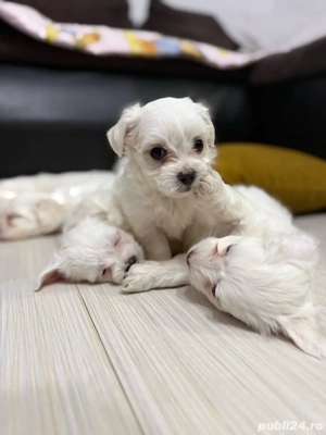 Pui de bichon - imagine 2