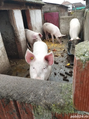 Porci de vanzare  - imagine 2