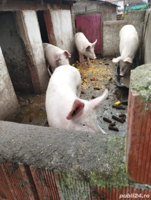 Porci de vanzare 