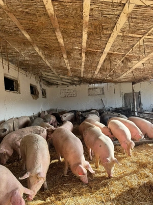 Porci de vânzare crescuți la țară ! - imagine 4