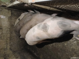 de vanzare porci - imagine 2