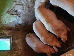 de vanzare porci - imagine 4