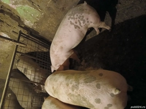 de vanzare porci