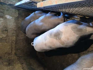 de vanzare porci - imagine 3