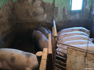 de vanzare porci - imagine 5