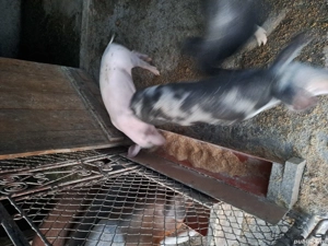 Purcei de vânzare 25 -30 kg - imagine 4