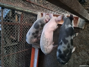 Purcei de vânzare 25 -30 kg - imagine 2