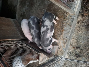 Purcei de vânzare 25 -30 kg - imagine 3