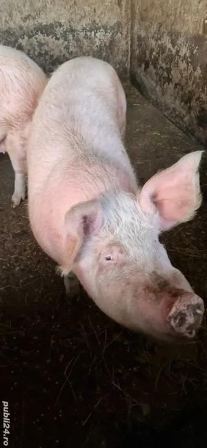 Porci pentru sarbatori