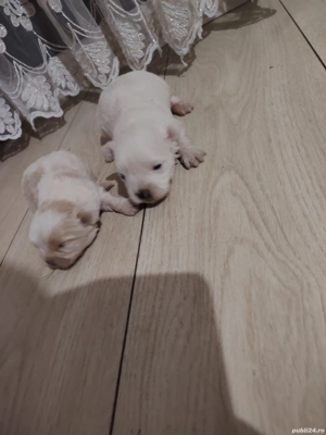 Vând  cătei Bichon - imagine 5