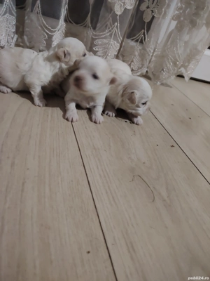 Vând  cătei Bichon - imagine 3